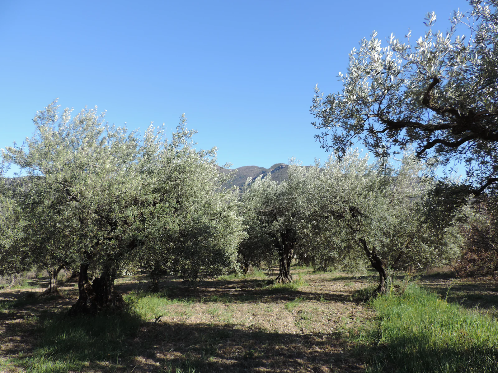 Olivenhain in Spanien
